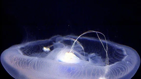 Quallen mit Fernsteuerung