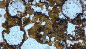 Diese Bläschen hätten Darwin gefallen