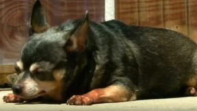 Ticken dicke Hunde ähnlich wie übergewichtige Menschen?