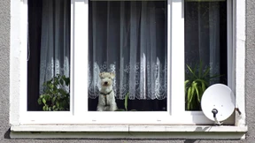 Hunde und Katzen dürfen in Mietwohnungen nicht generell verboten werden