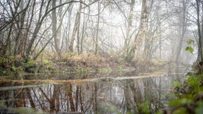 Klimagipfel streicht Natur aus Abschlusstext