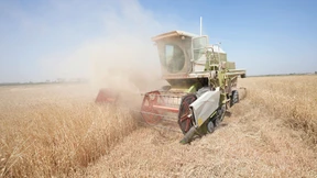 Globale Getreideernte geht nur leicht zurück