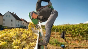 Winzer wollen Weinberge künftig bewässern