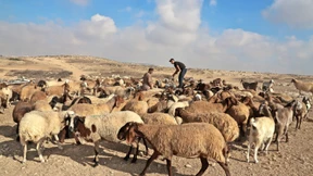 Psychokrieg im C-Gebiet