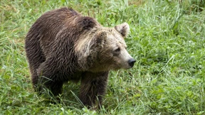 Braunbär von Auto überfahren