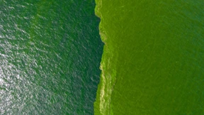 Grüner Teppich statt türkisblauem Meer