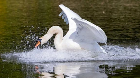 Weiße Schwäne fliegen höher