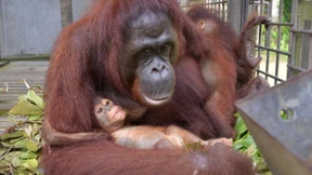 Orang-Utan-Mutter adoptiert Kind von verschollener Freundin