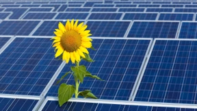 Solarzellen nach Schmetterlingsart