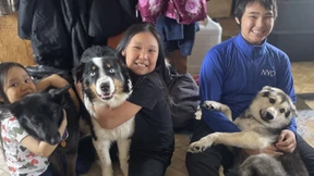 Die seltsame Reise des Australian Sheperds Nanuq