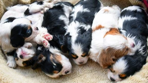 Pandemie lässt illegalen Welpenhandel boomen