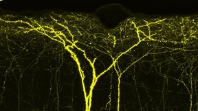 „Gefühle können anstecken“