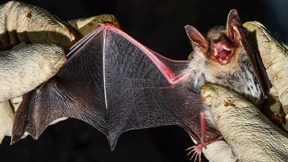 Eine verlassene Brauerei als ideales Winterquartier