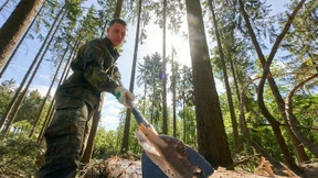 Bundeswehr muss im Kampf gegen Borkenkäfer helfen