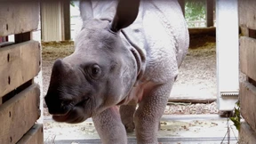 Zoos tauschen aus Brexit-Angst schnell noch Tiere aus