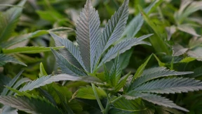 Warum die Cannabis-Reform ähnlich scheitern könnte wie die Pkw-Maut