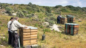 Warum Imker ihre Bienen auf Baltrum aussetzen