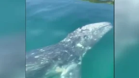 Grauwal vor Neapel gesichtet