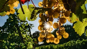 Im Rheingau reift ein guter Tropfen heran