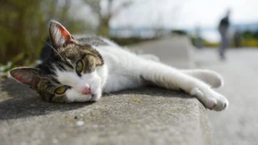 Triumph der Belanglosigkeit