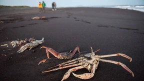 Das Rätsel der Halbinsel Kamtschatka