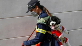 Der Pudel, der die Herzen Bangkoks erobert