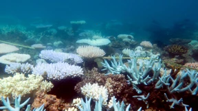 Australien pumpt mehr Geld in Erhalt des Great Barrier Reef
