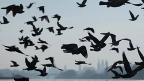 Eine Lobby für die Ungeliebten