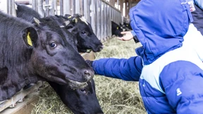 Wo das Kälbchen die Hand ableckt