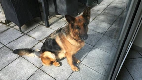 Statt zum Tierarzt nahe Frankfurt in die Schweiz gelaufen