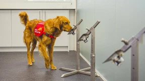 Hunde erschnüffeln Corona-Infizierte