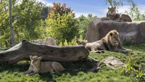 Allein mit Würde altern