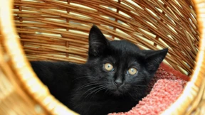 Aufnahmegebühren für Neuankömmlinge