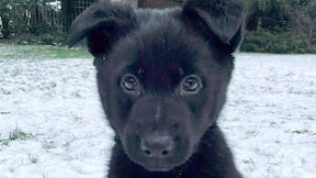 Nur Molly schlägt die Marke