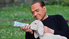 Tiere würden Berlusconi wählen