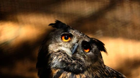 Tierkreiszeichen mit rechter Gesinnung