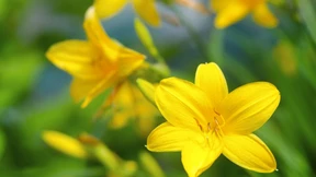 Aufdringlich fröhlich