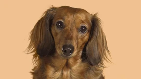 Wenn Bruno auf die Couch muss