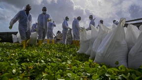 Tonnen kleinster Plastikteilchen verschmutzen Sri Lankas Strände