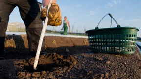 Wird Spargel so teuer wie seit zehn Jahren nicht mehr?
