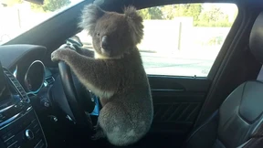 Koala löst Massenkarambolage in Australien aus