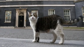 Londons Regierungskater Larry feiert Jubiläum