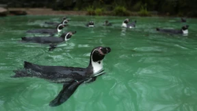 Nächster Todesfall im Dortmunder Zoo
