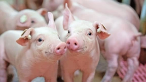 „Dann kommt das Fleisch aus dem Ausland“