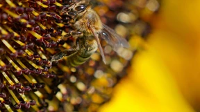 Hör mal, wer da brummt