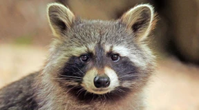 Mit Parasiten durchseucht