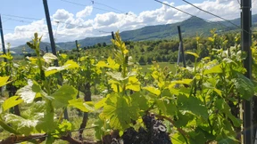 Schwäbische Alb-Träume