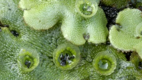 Todesmoos und Killerbäume