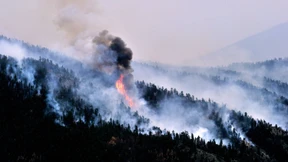 Die Katastrophe springt von Ast zu Ast 