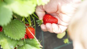 Erdbeerernte in Südhessen so früh wie noch nie